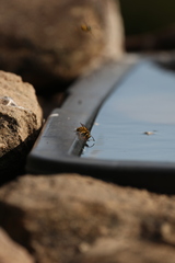Vespula germanica