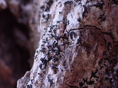 Alyxoria varia