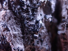 Alyxoria varia