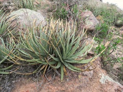 Hechtia podantha
