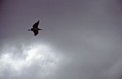 Leptoptilos crumenifer