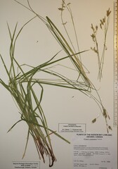 Carex castanea