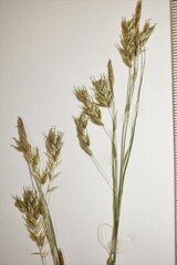 Carex castanea