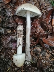 Amanita ceciliae