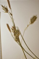Carex castanea
