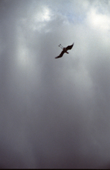 Leptoptilos crumenifer