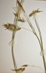 Carex castanea