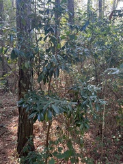 Ternstroemia