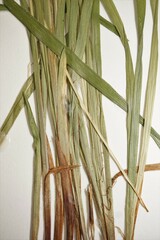 Carex castanea