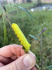 Eumorpha fasciatus
