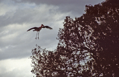 Leptoptilos crumenifer