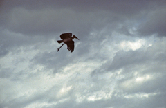 Leptoptilos crumenifer