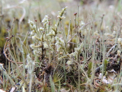 Racomitrium lanuginosum