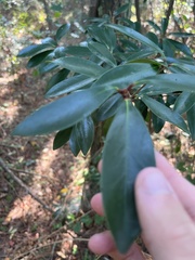 Ternstroemia