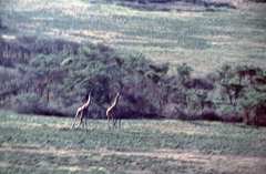 Giraffa camelopardalis tippelskirchi