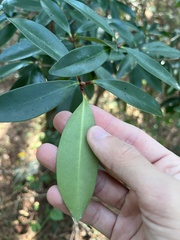 Ternstroemia