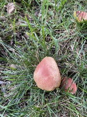 Aureoboletus auriporus