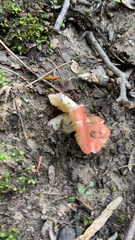 Russula cremoricolor