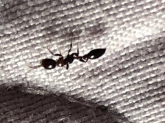 Pseudomyrmex ejectus
