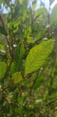 Salix atrocinerea