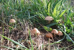 Marasmius oreades