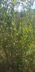 Salix atrocinerea