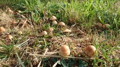Marasmius oreades