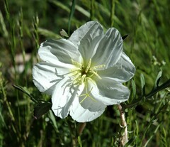 Oenothera cespitosa