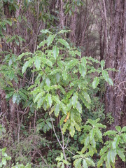 Pittosporum eugenioides