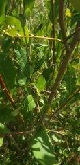Salix atrocinerea