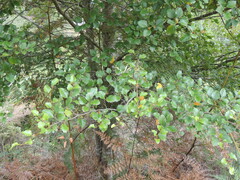 Nothofagus fusca