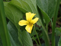 Viola praemorsa