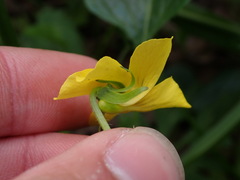 Viola praemorsa