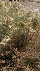 Lepidospartum squamatum