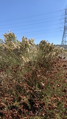 Lepidospartum squamatum