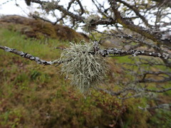 Ramalina subleptocarpha