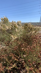 Lepidospartum squamatum