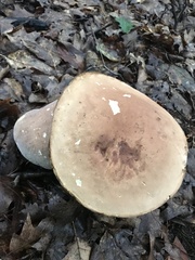 Gyroporus castaneus