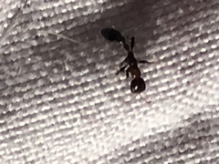 Pseudomyrmex ejectus