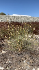 Lepidospartum squamatum