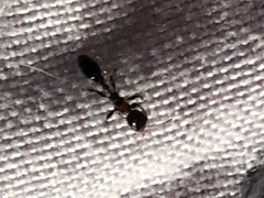 Pseudomyrmex ejectus