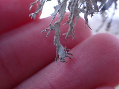 Ramalina subleptocarpha