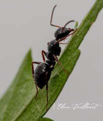 Camponotus piceus
