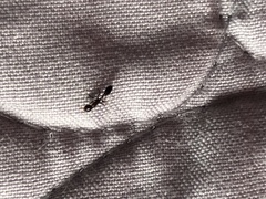 Pseudomyrmex ejectus