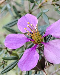 Fagonia cretica