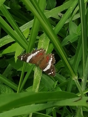 Anartia fatima