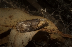 Cryptoptila crypsilopha