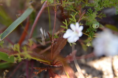 Nemesia affinis