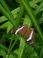 Anartia fatima