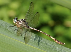 Aphylla angustifolia
